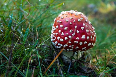 Amanita muscaria otların arasında çokça yer alır. Zehirli mantarlar.