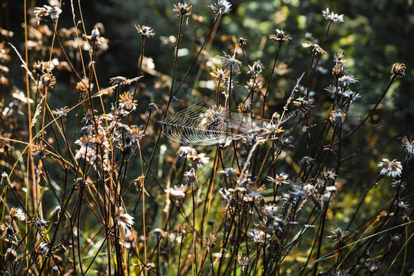 Spindelnät Naturen Vilda Torra Blommor — Stockfoto