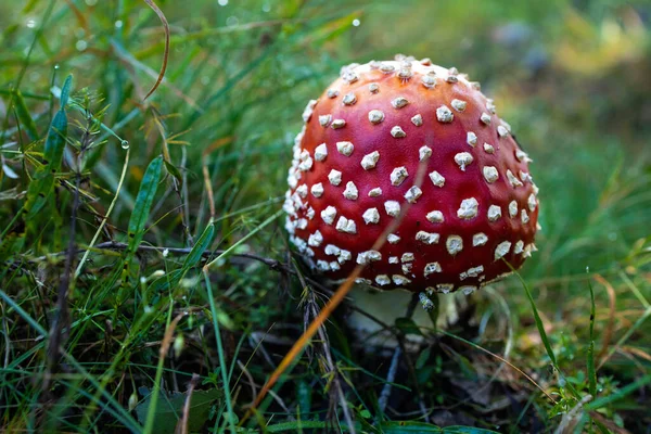 Amanita Muscaria Muchroom Grass 有毒的蘑菇 — 图库照片
