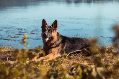 Güzel Alman çoban köpeği gölün kenarında dinleniyor.