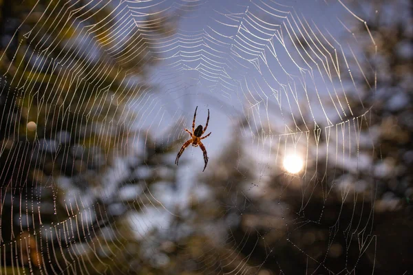 Close European Garden Spider Web — Stock Photo, Image