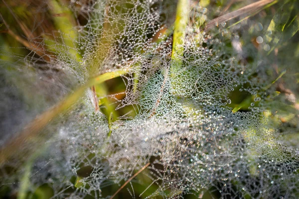 Tauwassertröpfchen Auf Dem Spinnennetz — Stockfoto