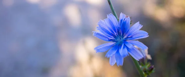 Çayırdaki Mavi Taze Cichorium Kır Çiçeğinin Yakın Çekimi — Stok fotoğraf