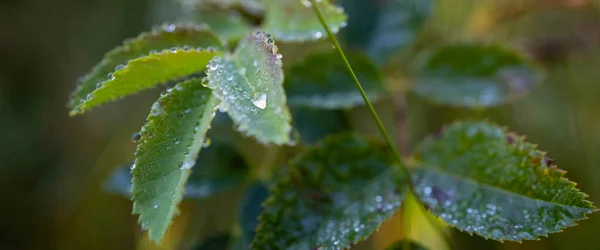 Rocía Gotitas Borde Las Hojas Naturaleza Frescura —  Fotos de Stock