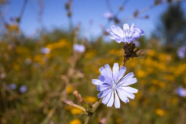 Fleurs Sauvages Cichorium Bleu Frais Dans Prairie — Photo