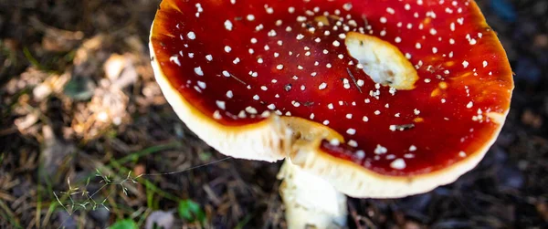 Amanita Muscaria Muchroom Grass 有毒的蘑菇 — 图库照片