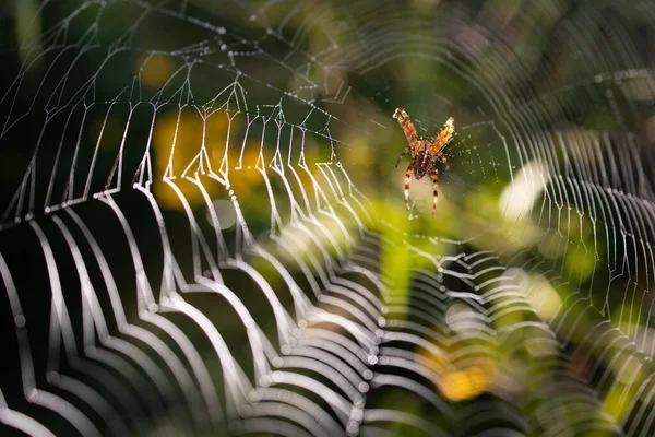 Închiderea Păianjenului Grădină European Web — Fotografie, imagine de stoc