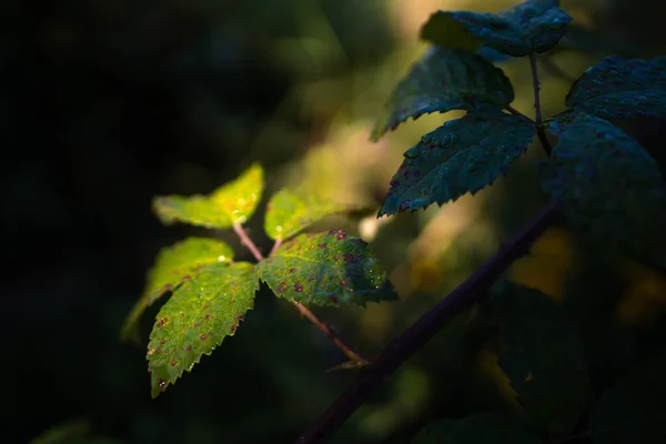 Närbild Gröna Blad Med Vattendroppar Dem — Stockfoto