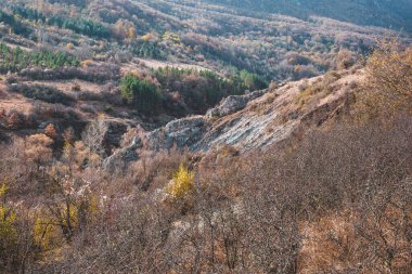 Ormanlı tepenin panoramik manzarası