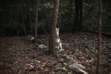 Ağaçta pençelerini bileyen evcil kedi. Boşluğu kopyala