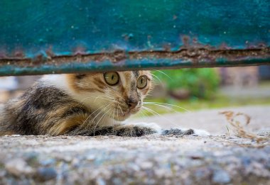 Meraklı kedi yavrusu kapının altından kaçmaya çalışıyor.