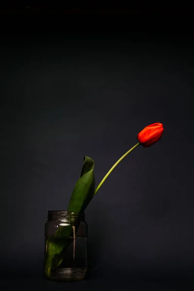 Tulipe Rouge Dans Bocal Verre Isolé Sur Fond Sombre Espace — Photo