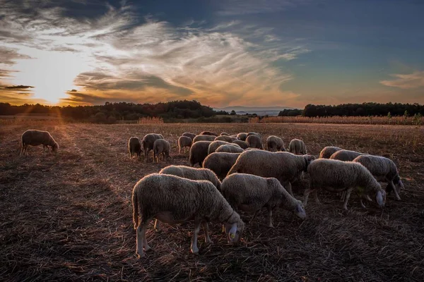 Ovejas Pastando Luz Tarde Europa Del Este Serbia —  Fotos de Stock