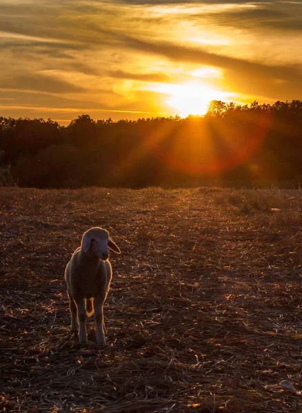 Lamsvlees Grazen Het Middaglicht Oost Europa Servië — Stockfoto