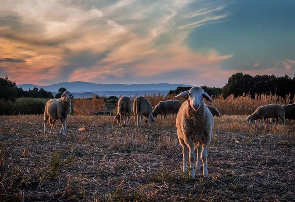 Owce Pasą Się Popołudniowym Świetle Europa Wschodnia Serbia — Zdjęcie stockowe