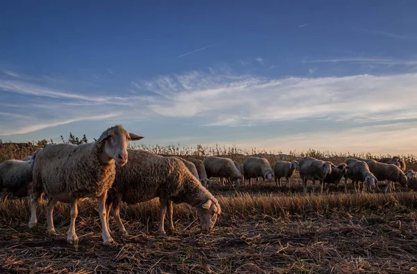 Ovejas Pastando Luz Tarde Europa Del Este Serbia —  Fotos de Stock