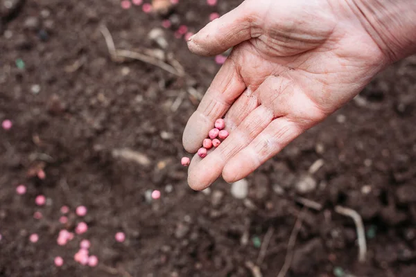 Vrouwelijke Boeren Die Erwtenzaden Grond Laten Vallen Erwten Planten — Stockfoto