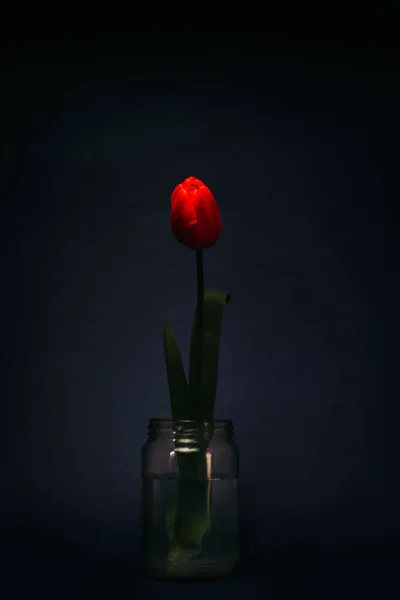 Tulipe Rouge Dans Bocal Verre Isolé Sur Fond Sombre Espace — Photo