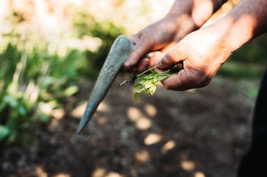 Bir demet biber tohumu tutan kadın, tarlaya hazır.
