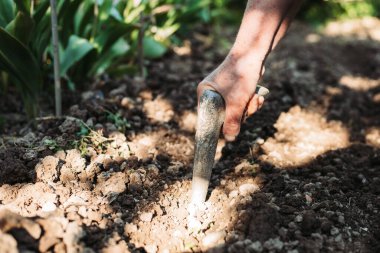 Kadın eli biber ekimi için yerde bir delik açıyor.