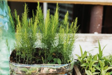 Taze, yeşil bahçe kuşkonmaz fidanlarına yakın çekim