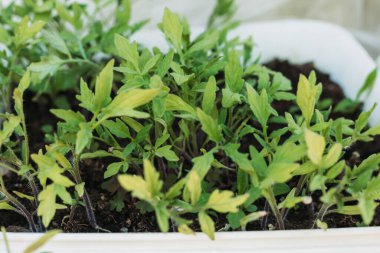 Plastik kaplarda domates fideleri. Ekmek için hazır. Organik, sağlıklı yiyecekler.