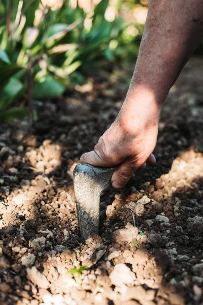 Vrouwelijke Hand Die Een Gat Grond Maakt Voor Peperplantage — Stockfoto