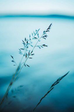 Arka planda bulanık bir çim kamışının yakın çekimi. Mavi renkli.