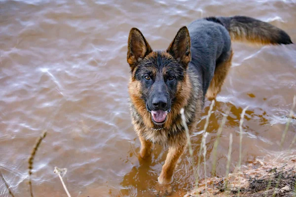 潮湿的德国牧羊犬从湖水里出来 — 图库照片