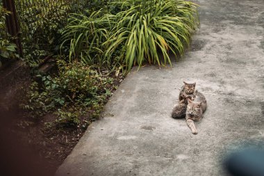 Tabby cat mother with her kittens resting in the yard