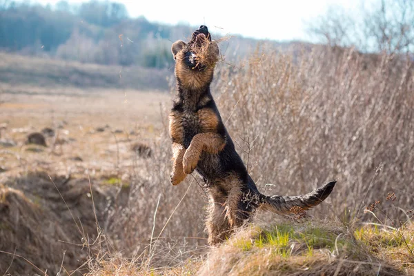 Junger Schäferhund Spielt Draußen Mit Dem Gras — Stockfoto