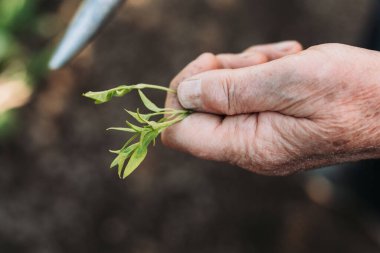 Bir demet biber tohumu tutan kadın, tarlaya hazır.