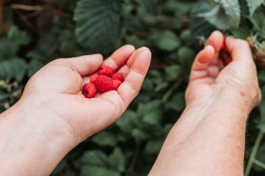 Yaşlı kadın elleri bahçeden taze ahududu topluyor.