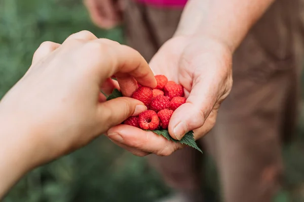 Female hand taking fresh raspberries from another woman, freshly picked from the garden