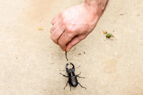 Solo Escarabajo Ciervo Europeo Suelo Con Mano Masculina Jugando Con —  Fotos de Stock