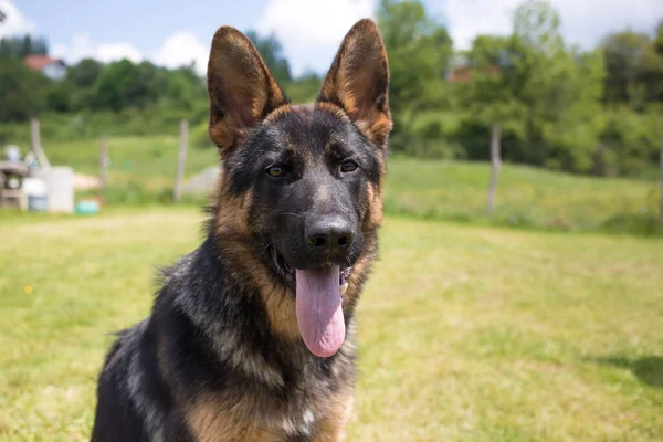 年轻的德国牧羊犬坐在草地上 — 图库照片