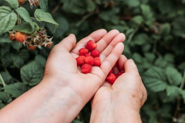 Bahçeden yeni toplanmış taze ahududu tutan yaşlı kadın elleri.