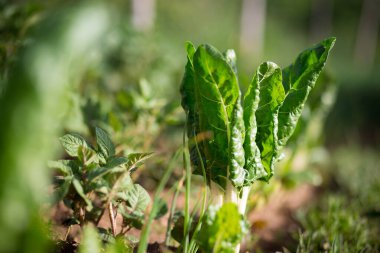 Bahçede taze organik yeşil pazı yaprakları