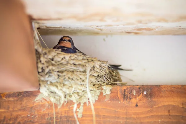 Nahaufnahme Eines Schwalbenvogels Der Nest Auf Dem Dach Einer Hütte — Stockfoto