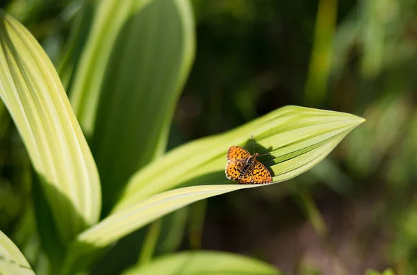 Apelsinfjäril Vilar Ett Grönt Blad — Stockfoto