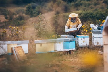 Arı yetiştiricisi arıcıda çalışıyor. Arıcılık konsepti