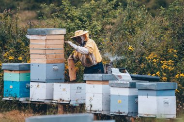 Arı yetiştiricisi arıcıda çalışıyor. Arıcılık konsepti