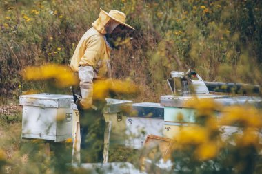 Arı yetiştiricisi arıcıda çalışıyor. Arıcılık konsepti
