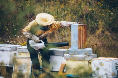 Arı yetiştiricisi arıcıda çalışıyor. Arıcılık konsepti