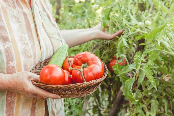 Anciana Recoge Tomate Pepino Jardín Jardinería Ecológica — Foto de Stock