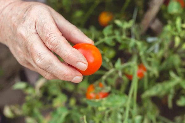 Las Manos Una Anciana Recogiendo Tomate Del Jardín Jardinería Ecológica — Foto de Stock