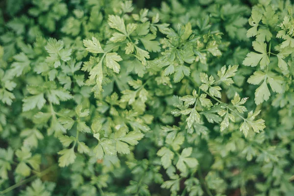 Bovenaanzicht Van Verse Rauwe Peterselie Tuin — Stockfoto