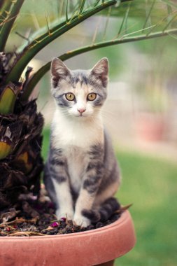 Palmiye saksısında oturan küçük bir yavru kedi.