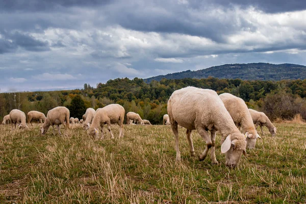 Koyun Sürüsü Dışarıda Otluyor Vlasina Gölü Doğu Sırbistan — Stok fotoğraf