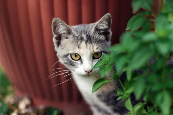 Little Calico Kitten Hiding Garden — Stock Photo, Image